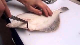 How to fillet a Flat Fish [upl. by Uphemia]