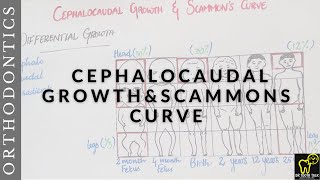 Cephalocaudal gradient of growth and Scammons curveDifferential Growth bds orthodontics neetmds [upl. by Kristopher]