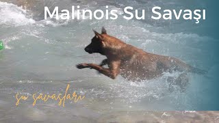 BELÇİKA MALİNOİS SU SAVAŞI  köpekvideoları [upl. by Tihom]