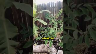 3rd year Atemoya fruit tree in Arizona garden foodforest horticulture tropical fruit [upl. by Giacinta681]