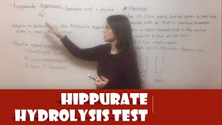 Hippurate Hydrolysis Test [upl. by Sanson142]