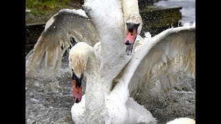 The most brutal Mute Swan fight ever [upl. by Sirdi]