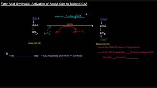 Fatty Acid Synthesis Part 3 of 12  Activation of Acetyl CoA to Malonyl CoA [upl. by Gurias331]