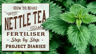 ★ How to Make Stinging Nettle Tea Fertiliser Benefits of using amp drinking Tea  High Nitrogen Feed [upl. by Ziagos]