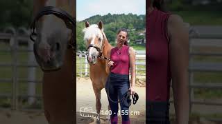 Was ist ein Haflinger haflinger pferdewissen horseriding [upl. by Annair359]