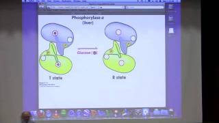 Kevin Aherns BiteSized Biochemistry 25  Glycogen Metabolism [upl. by Gasser832]