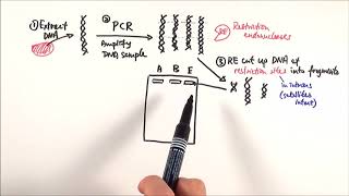 A2 Biology  DNA profiling OCR A Chapter 211 [upl. by Kela]