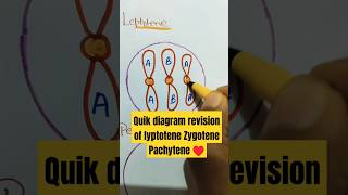 Quick diagram revision of lyptotene ZygotenePachytene praphase 1shorts neet aiimsviral [upl. by Assirahs264]