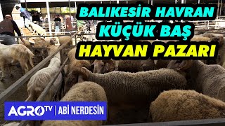 Balıkesir Havran Küçükbaş Hayvan Pazarı  Abi Nerdesin [upl. by Alic]