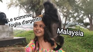 Giochiamo con le scimmiette della Malaysia [upl. by Boony]