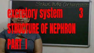 Structure of NEPHRON And formation of urine explained part1 BIOLOGY  ICSE CBSE Board Exams [upl. by Atiuqet]