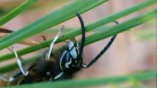 Yellow Jacket Male Licking Pine Needles 松葉を舐めるシダクロスズメバチ♂ [upl. by Wattenberg]