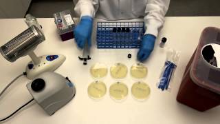 How to Perform Serial Dilutions in Microbiology [upl. by Namsaj138]