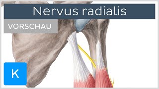 Nervus radialis Anatomie Verlauf Äste Vorschau  Kenhub [upl. by Muryh]