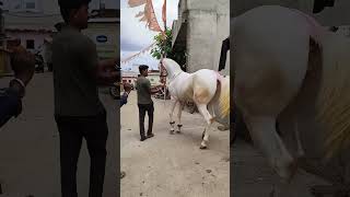 horse danse video Maharashtra shirpur horse market horsedance [upl. by Ehsrop]