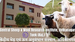 Central Sheep amp Wool Research Institute Avikanagar  केंद्रीय भेड़ एवं ऊन अनुसंधान संस्थान  Sheep [upl. by Anauj852]