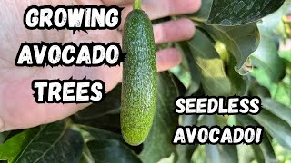 Grow Avocado Trees in Cold Climates  Tropical Garden Winter update [upl. by Karina]