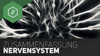 Nervensystem Teil 2 Aktionspotential amp Synapse – Abi Special [upl. by Lamont]