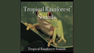 Tropical Rainforest Sounds  60 Minutes of Tropical Rainforest Bliss [upl. by Atenahs]