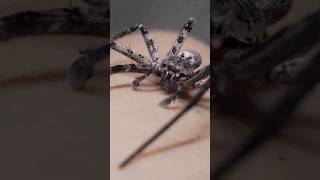 Huntsman Spiders Dangerous or Misunderstood spider wildlife animal [upl. by Rooker214]