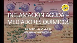 INFLAMACIÓN AGUDA – MEDIADORES QUÍMICOS  Dr Elmer Luna Vilchez [upl. by Yelrahc]