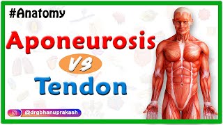 Difference between Aponeurosis and Tendon [upl. by Annahtur893]