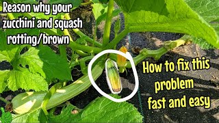 Zucchini rotting or turning brown amp Squash  How to fix this problem SUPER FAST [upl. by Idurt]