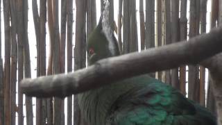 Livingstones Turaco sings [upl. by Nirred833]