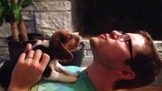 Beagle puppy learning to howl [upl. by Lyndsie530]