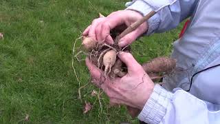 Dividing Dahlia Tubers [upl. by Landes]