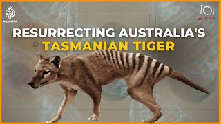 Back to life Inside the ambitious project to resurrect Australia’s Tasmanian tiger  101 East [upl. by Soilissav]