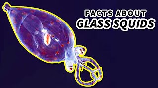 Glass Squid Facts the CRANCH SQUID 🦑 Animal Fact Files [upl. by Floyd]