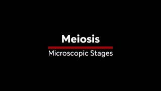 Meiosis stages under the microscope [upl. by Ahsilek]