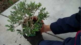 How to create an Olive Tree Bonsai Part 2 Final Pruningmp4 [upl. by Aissyla]