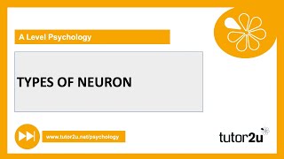 Types of Neuron  Biopsychology  AQA A Level Psychology [upl. by Savell]