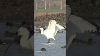 Spoonbill Bird spoonbill birds wings wingspan love beauty beautiful nature views look yt [upl. by Yelhsa]