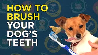 How to Brush Your Dogs Teeth  VetVid Dog Care Video [upl. by Suirad]