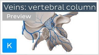 Veins of the Vertebral Column preview  Human Anatomy  Kenhub [upl. by Nirroc]