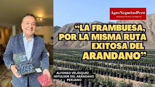 La frambuesa será el próximo éxito agroexportador Alfonso Velásquez cuenta la historia del arándano [upl. by Rosio527]