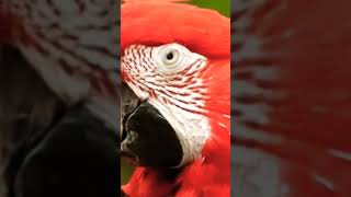 Scarlett MACAW [upl. by Gudrin]