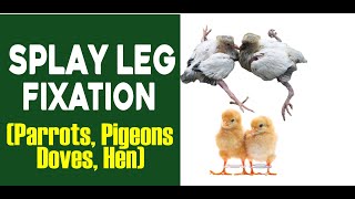 Splayed Leg Fixation in Birds Parrots Pigeons Doves Hens [upl. by Vasilek422]