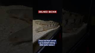 Delhezi Bichir aquarium fish bichir [upl. by Orwin]