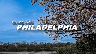 4K Walking Video  Discovering Philadelphias Cherry Blossom Magic Kelly Drive in Bloom [upl. by Haissi]