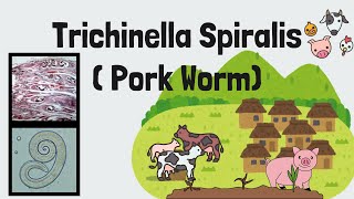 Trichinella spiralis FULL Lecture  Pork Worm  Trichinosis  Intestinal Nematodes  Novice Medic [upl. by Notniuq]