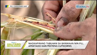 Balitang Bicolandia Nagkapirang tubuhan sa banwaan nin Pili apektado kan pesteng cutworms [upl. by Nilat]