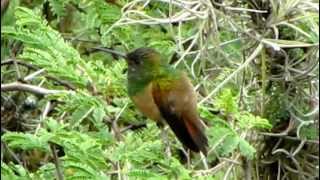 ENDEMIC  ChestnutBellied Hummingbird  Saucerottia castaneiventris Bogota Birding [upl. by Swainson]