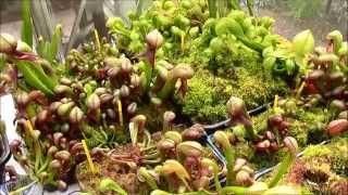 Darlingtonia House October 10th 2014 [upl. by Mahala]