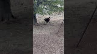 Mathews V3 27 and Magnus Black Hornet Ser Razor team up on a BIG BOAR [upl. by Gilbertson]