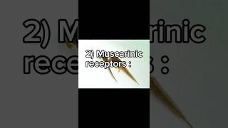 Acetylcholine receptors Muscarinic receptors شرح لمادة الفيسيولوجي بالعربي [upl. by Atiekram]