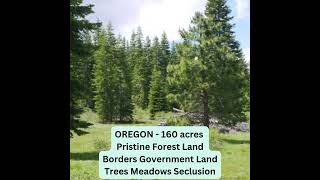 160 Acres  Pristine Forest Land Borders Government Land Trees Meadows Seclusion [upl. by Gaynor]